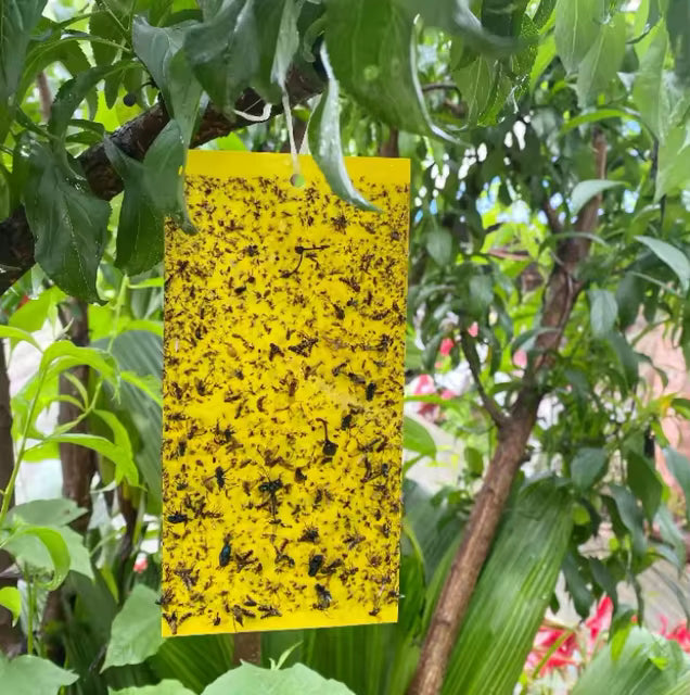 StickyTrap™ – Scapă rapid de insectele care îți distrug confortul!
